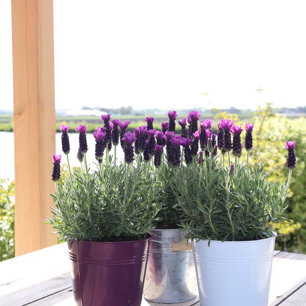 Strandkorb mit Holzrahmen und Geflecht