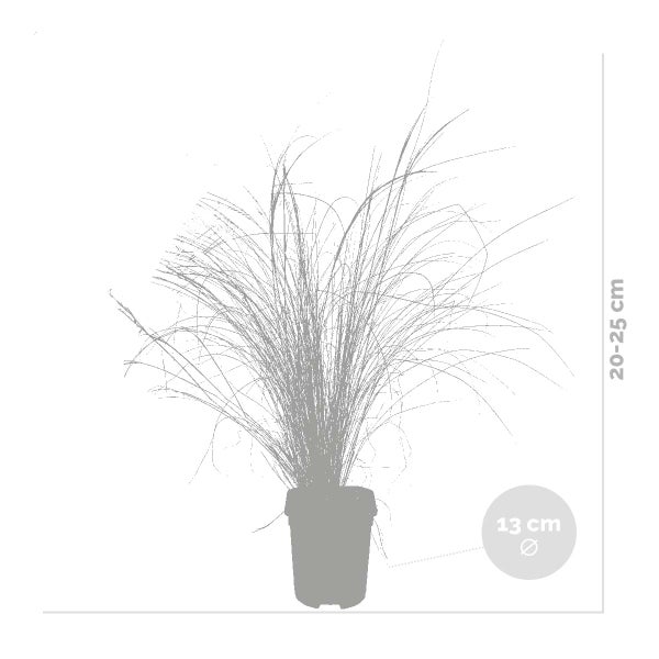 Bloomique - 4er-Set - Stipa Tenuissima Ponytails - Federgras - Ziergras - Gartenpflanzen - Winterhart - Höhe 20-30 cm - Topf 13 cm