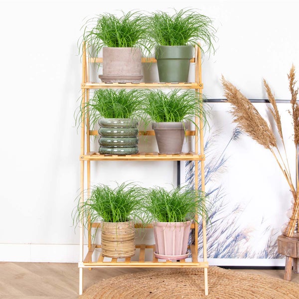Bloomique - 6er Set - Cyperus Zumula - Katzengras Fertig Gewachsen - Zimmerpflanzen - Pflegeleicht - Haustierfreundlich - Höhe 20-30 cm - Topf 12 cm