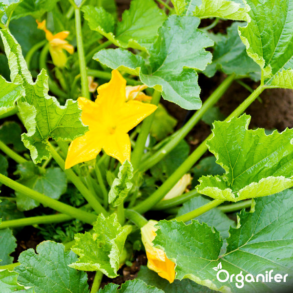Stapel Zucchinis mit hellgrüner gesprenkelter Schale. Organifer Logo.