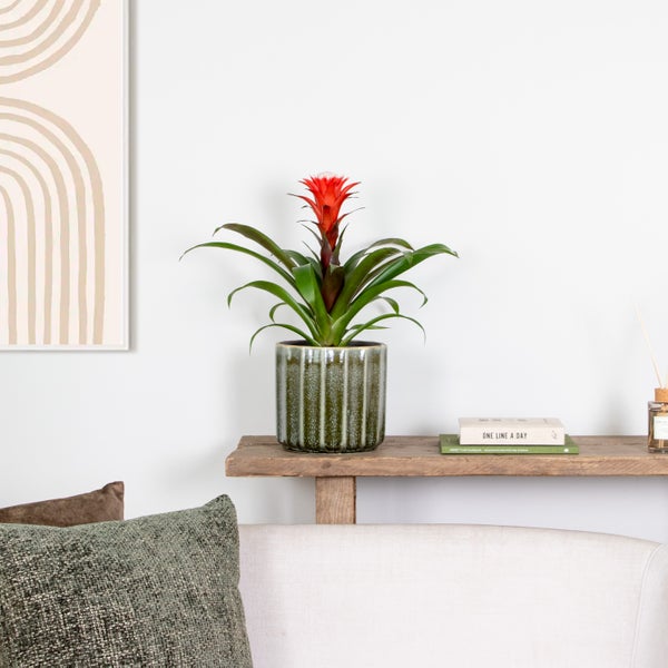 Guzmania Hope – Röhrenpflanze – Zimmerpflanze – Pflegeleicht – ⌀12 cm – ↕35-45 cm