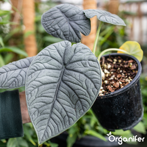 Alocasia Silver Dragon Zimmerpflanze in einem schwarzen Topf mit strukturierten silbergrauen Blättern und tiefen Blattadern. Organifer Logo.