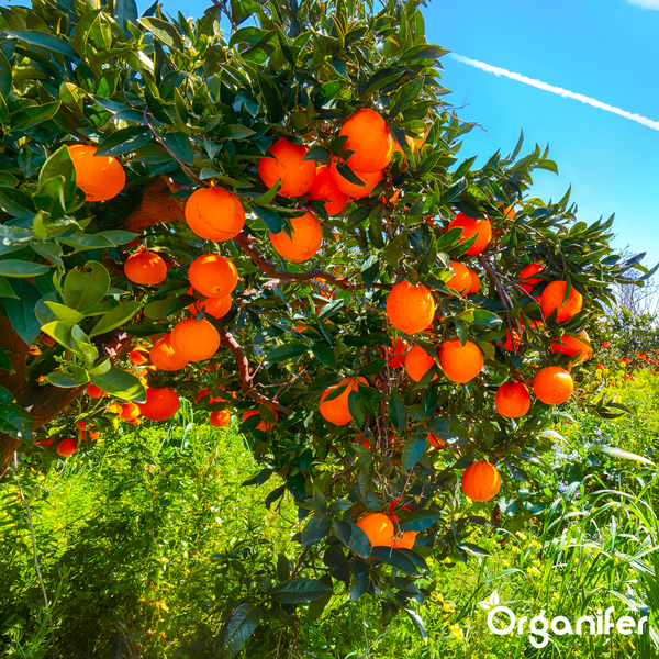 Orange und Zitrusblüte an einem Zweig mit grünen Blättern. Organifer Logo.