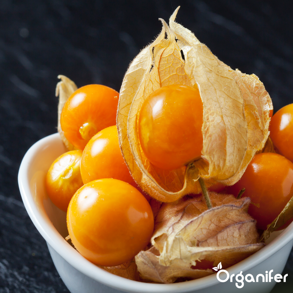 Weiße Schale gefüllt mit Physalis-Früchten, teilweise mit papierartiger Hülle. Organifer Logo.
