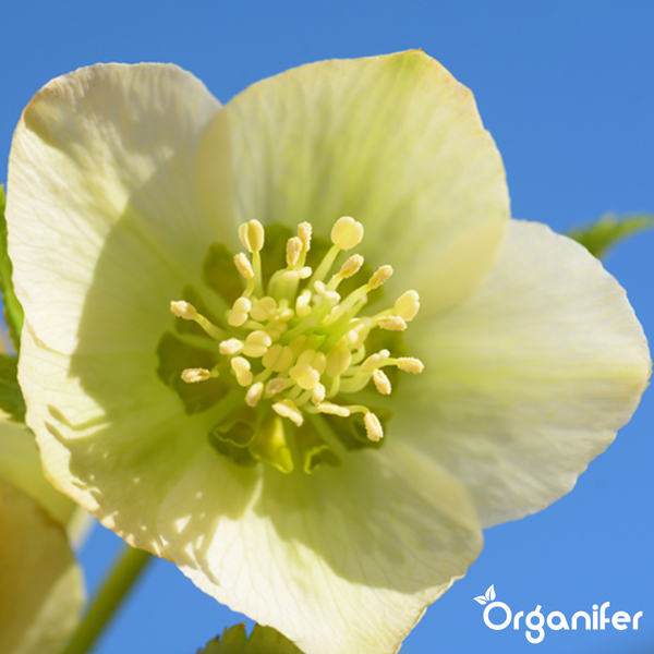 Nahaufnahme der Blüte einer Christrose mit Staubblättern und Organifer Logo.