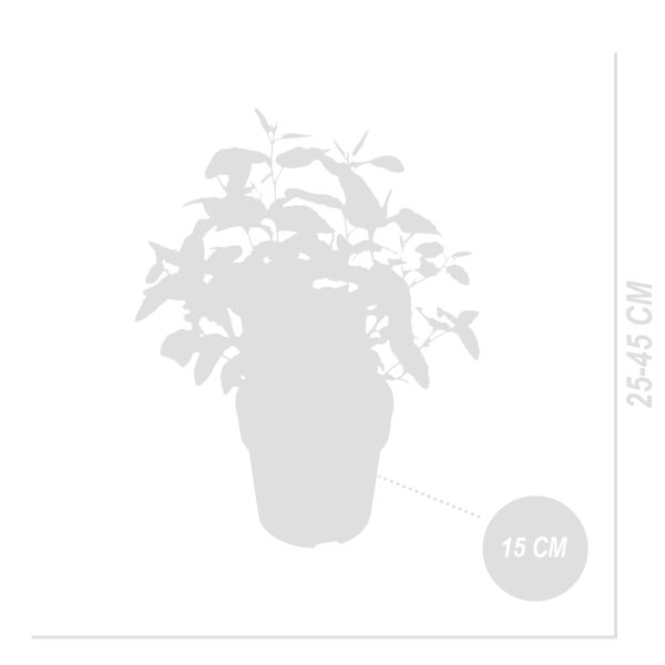 Bloomique - 2er-Set - Eucalyptus Citriodora - Eukalyptuspflanze - Zitronenduft - Gartenpflanzen - Winterhart - ⌀15 cm - 25-45 cm
