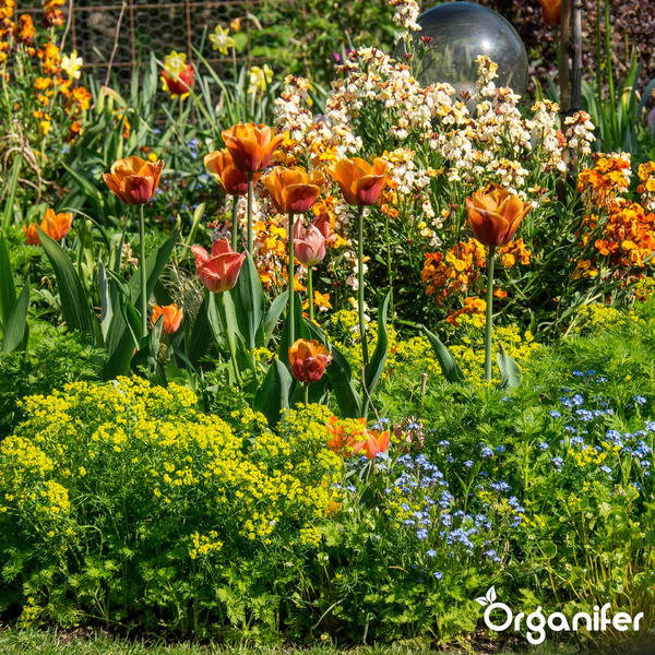 Gemischtes Blumenbeet mit Tulpen, Vergissmeinnicht und Stauden sowie einer dekorativen Glaskugel. Organifer Logo.