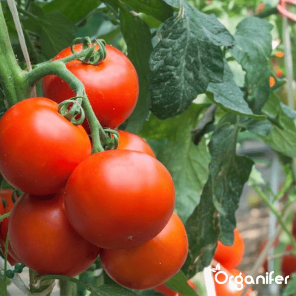 Tomatensamenpaket - 13 Sorten - Organifer