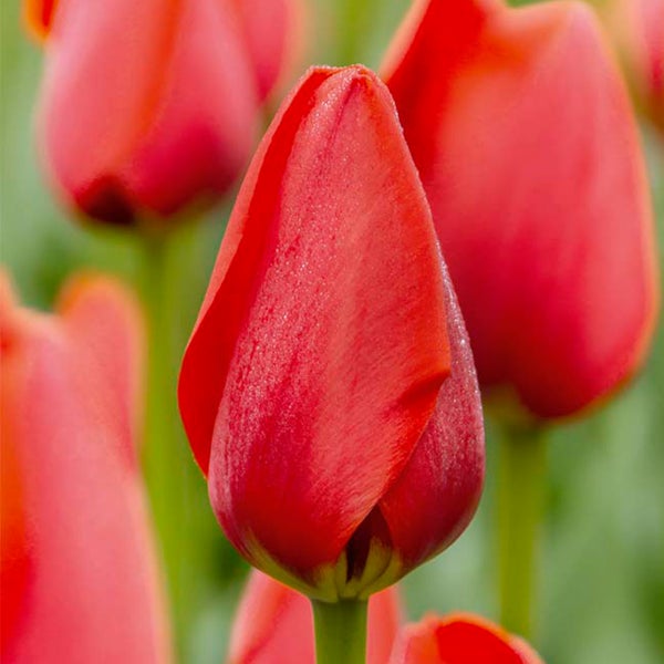 Bloomique - Mischung aus 20 - Tulipa - Tulpenzwiebeln - Rot - Blumenzwiebeln - Frühlingsblüher - Mehrjährige Pflanzen - Wird bis zu 50-55 cm groß