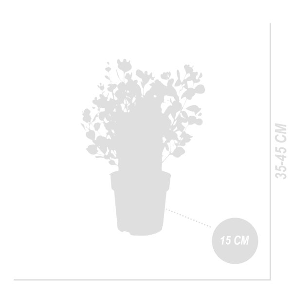 Bloomique - Eukalyptus Gunii 'Websteriana' - Eukalyptus Pflanze - Winterhart - Gartenpflanze - ⌀15 cm - 35-45 cm
