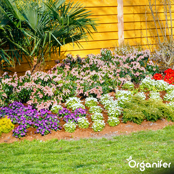 Helles Gartenbeet mit verschiedenen Blumen, Stauden und einer Palme vor einem Holzzaun. Organifer Logo.