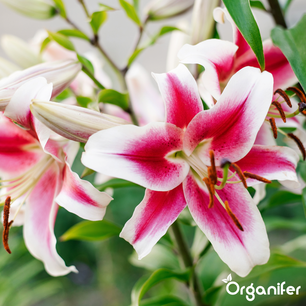 Lilie mit weiß-rosa Blütenblättern in Nahaufnahme und Organifer Logo.
