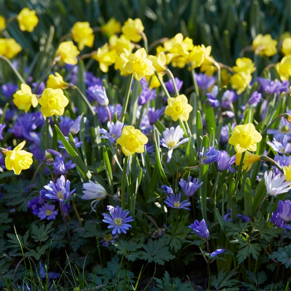 Bloomique - Mischung aus 100 - 6 Monate alten Blumen - Farbmischung - Mischung aus 7 Sorten - Blumenzwiebeln - Frühlingsblüte - Mehrjährige Pflanzen - Wächst von 5 bis 90 cm