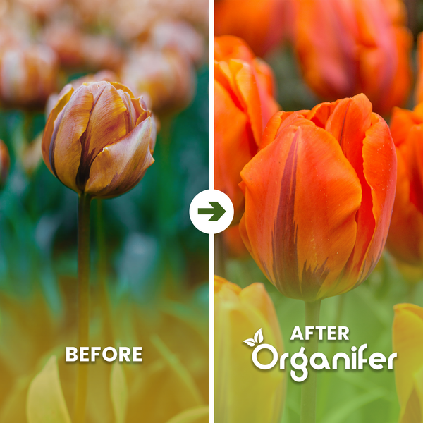 Vorher Nachher Vergleich von Tulpen mit Organifer Blumendünger für kräftige Farben und gesundes Pflanzenwachstum.