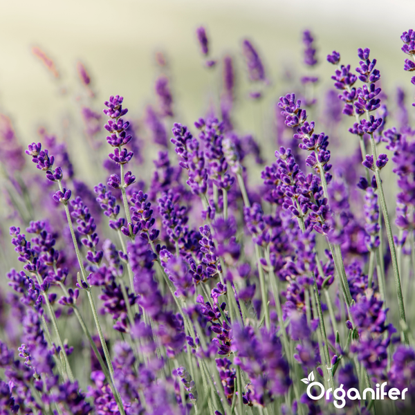 Nahaufnahme von blühendem Lavendel mit dem Organifer Logo.