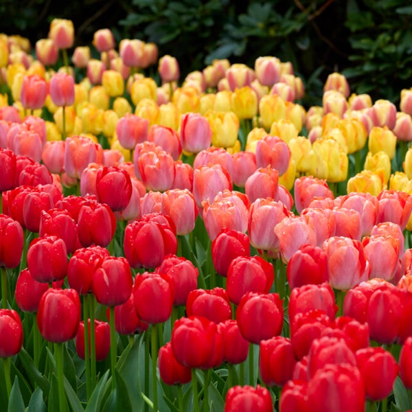 Bloomique - 20er-Mix - Tulipa Darwin Hybrid Mix - Tulpenzwiebeln - Farbmischung - Blumenzwiebeln - Frühlingsblüte - mehrjährige Pflanzen - wird bis zu 55-60 cm groß