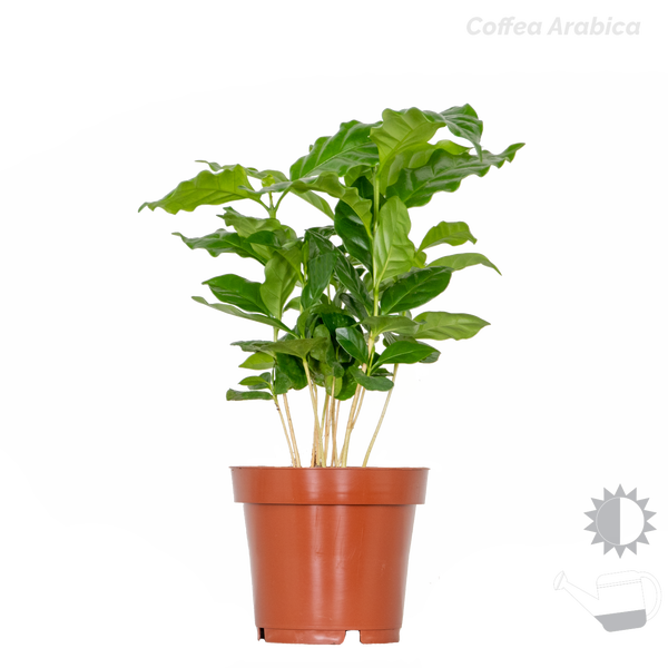 Bloomique - 4er-Mix - Tropische Zimmerpflanzen - Musa, Chamaedorea, Codiaeum, Coffea - Luftreinigend - 20-40 cm Hoch - Topf 12 cm