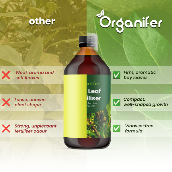 Organifer Logo. Vergleich von Organifer Blattdünger für Lorbeer mit anderen Düngern. Vorteile: feste aromatische Blätter, kompakter Wuchs, vinassefrei.