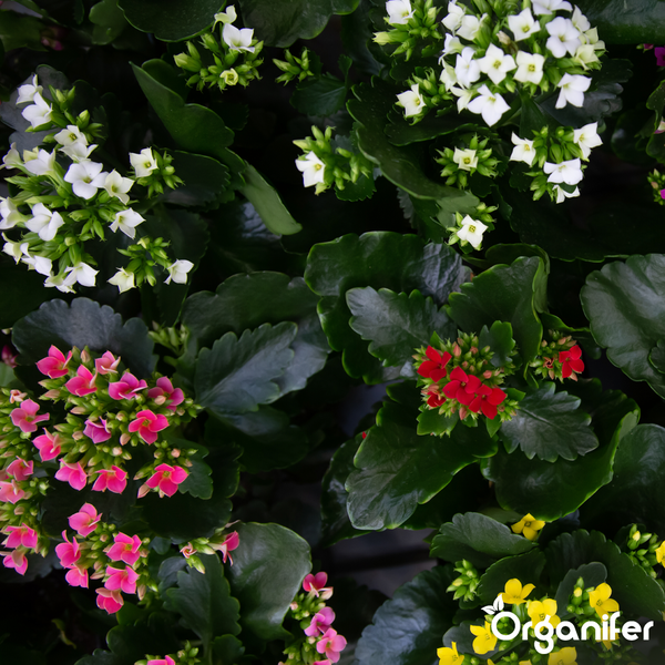Kalanchoe-Pflanzen mit weißen, rosa, roten und gelben Blüten sowie dicken grünen Blättern. Organifer Logo.