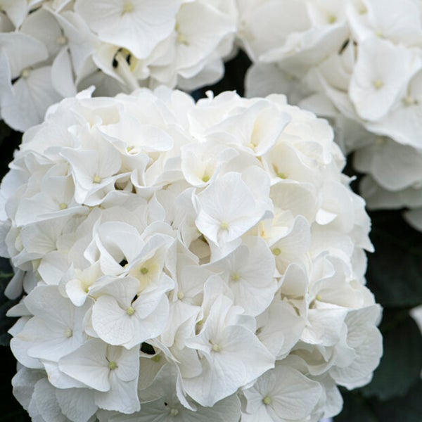 Bloomique - 3er-Set - Hydrangea Macrophylla Wudu - Hortensie - Bauernhortensie - Gartenpflanzen - Winterhart - 20-30 cm Hoch - Topf 10,5 cm