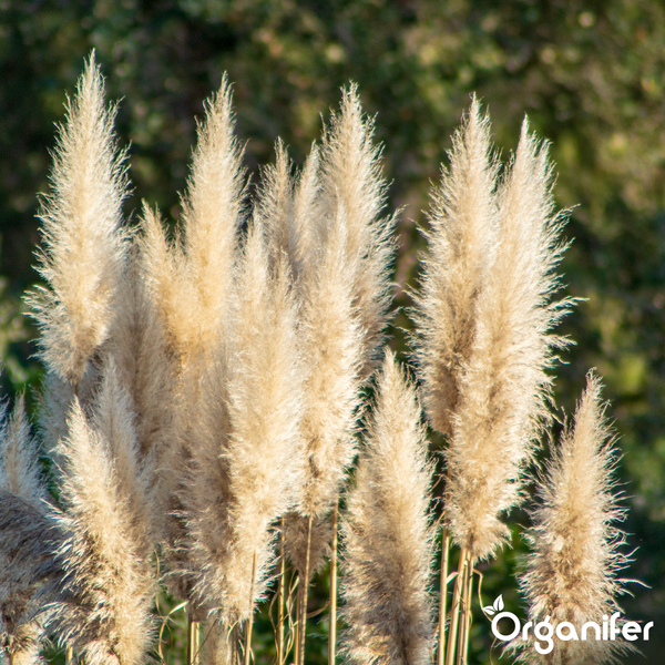 Flauschige Blütenwedel von Pampasgras im Garten. Organifer Logo.