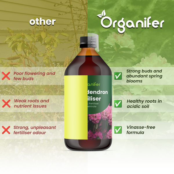 Organifer Logo. Vergleich zwischen Organifer Rhododendrondünger und anderen Produkten. Zeigt Vorteile wie kräftige Knospen, gesunde Wurzeln in saurem Boden und vinassefreie Rezeptur gegenüber schwachem Wachstum.