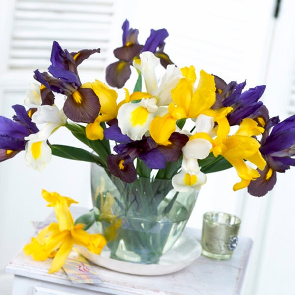 Bloomique - Mischung aus 50 - Iris Hollandica - Holländische Schwertlilie - Farbmischung - Blumenzwiebeln - Frühlingsblüte - Mehrjährige Pflanzen - Wird bis zu 50-60 cm groß