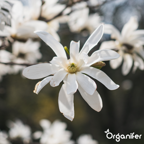 Sternmagnolie Magnolia stellata mit weißen Blütenblättern und Organifer Logo.