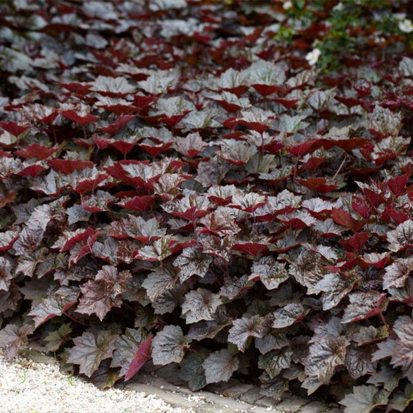 Heuchera micrantha 'Palace Purple' - Glockenblume - Staude - Winterherz – ⌀9 cm - ↕10-15 cm