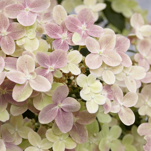 Hydrangea paniculata 'Switch Ophelia' - Hortensie - Strauch - Winterherz – ⌀19 cm - ↕40-50 cm