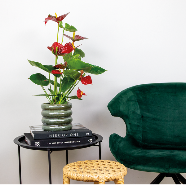 Bloomique - 2er Set - Anthurium Andreanum - Rot - Flamingoblume - Blühende Zimmerpflanzen - Pflegeleicht - Höhe 40-50 cm - Topf 14 cm