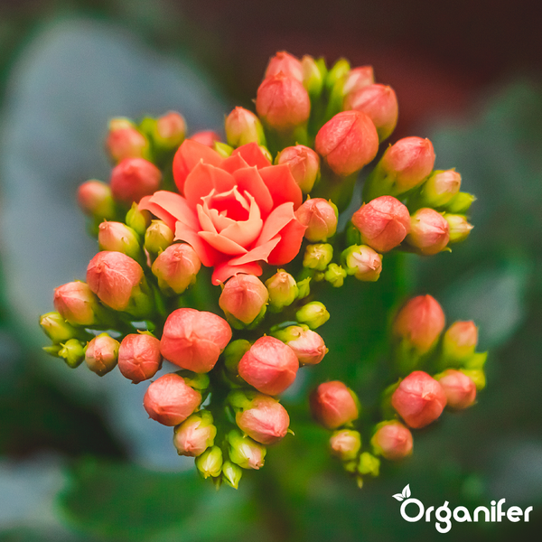 Kalanchoe mit orangefarbenen Blütenknospen und einer offenen Blüte, Organifer Logo.