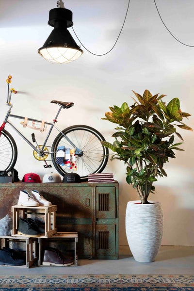 Große Zimmerpflanze Croton in weißem Übertopf in einem industriell gestalteten Raum mit Metallschrank, Holzkisten und einem Fahrrad.