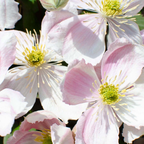 Bloomique - Clematis Montana Tetrarose - Waldrebe - Rosa - Kletterpflanzen - Gartenpflanzen - Winterhart - 50-70 cm Hoch - Topf 15 cm