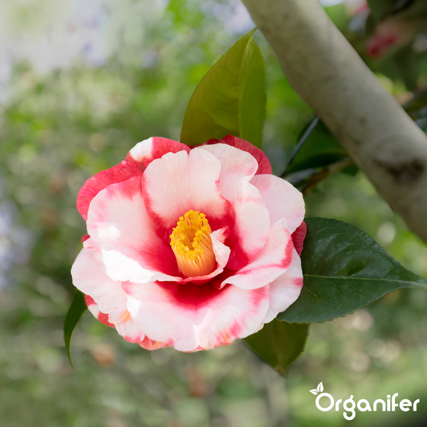 Rosa Kamelienblüte mit geschichteten Blütenblättern und gelben Staubblättern inmitten von grünem Laub. Organifer Logo.