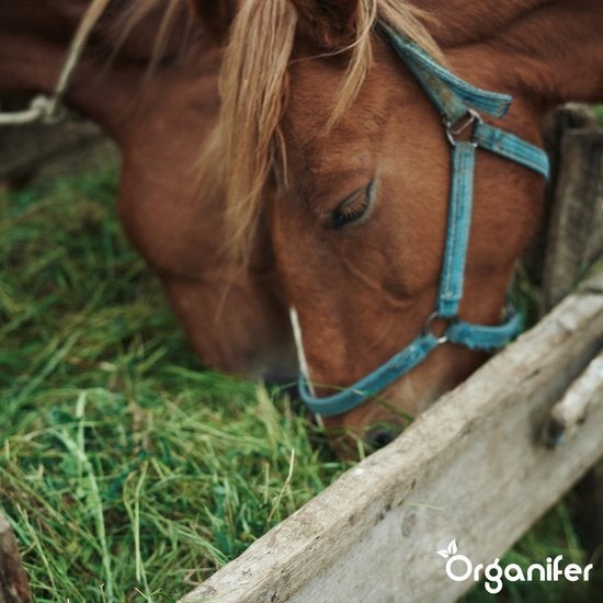 Pferd frisst Heu aus hölzerner Futterkrippe