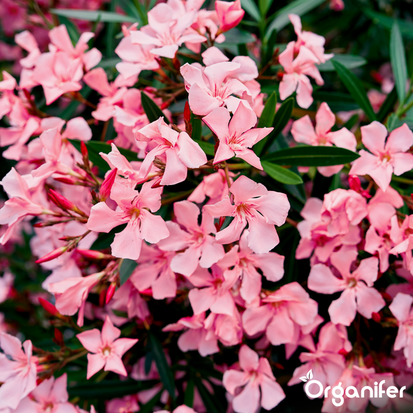 Oleander mit rosa Blüten und grünen Blättern. Organifer Logo.