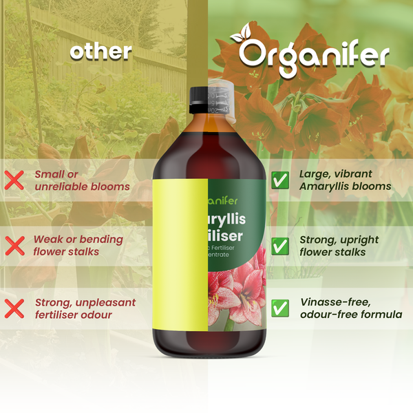 Vergleich: Organifer Amaryllis-Dünger für große Blüten, starke Stiele, vinassefrei und geruchlos gegenüber anderen Düngemitteln. Organifer Logo.