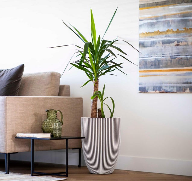 Yucca-Palme in einem hohen Übertopf mit vertikalen Streifen, stehend in einem modernen Wohnzimmer neben einem beigen Sofa.