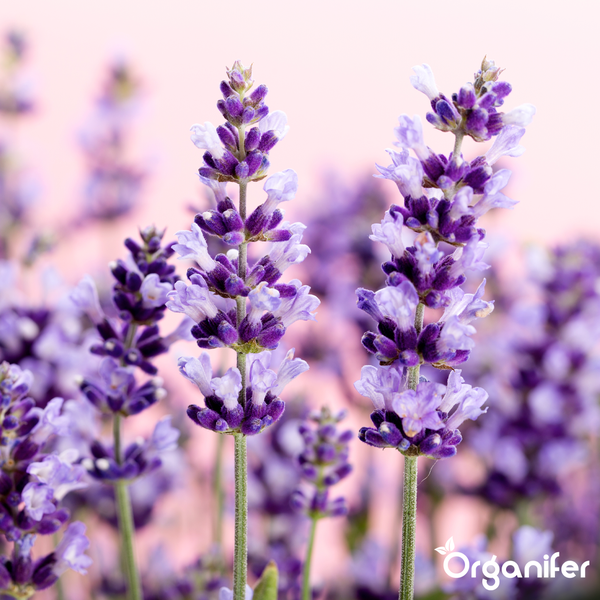 Nahaufnahme von blühenden Lavendelzweigen mit lilafarbenen Blüten und grünen Stielen. Organifer Logo.