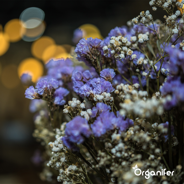 Schnittblumen-Saatgutpaket - 20 Arten - Organifer