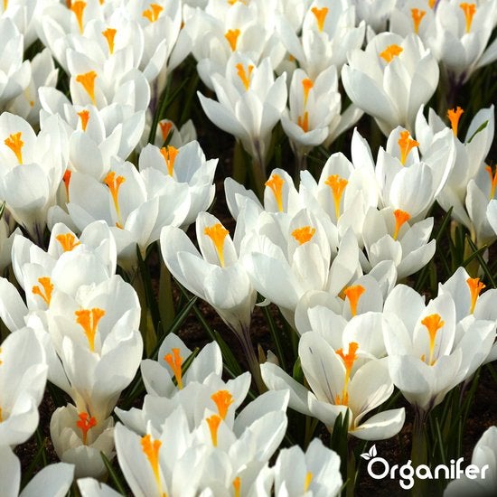Feld von weißen Krokussen mit orangefarbenen Staubgefäßen
