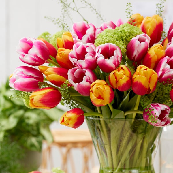 Bloomique - Mischung aus 20- bis 60-tägigen Tulpen - Tulpenzwiebeln - Farbmischung - Blumenzwiebeln - Frühlingsblüher - Mehrjährige Pflanzen - Wird bis zu 25-60 cm groß