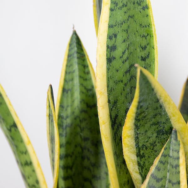 Bloomique - Sansevieria Laurentii - Bogenhanf - Sukkulenten - Zimmerpflanzen - Sehr Pflegeleicht - Höhe 60-70 cm - Topf 17 cm