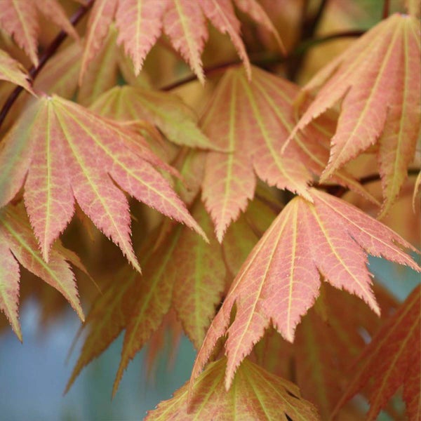 Bloomique - 2er-Set - Acer Shirasawanum Moonrise - Japanischer Ahorn - Gartenpflanzen - Winterhart - 50-70 cm Hoch - Topf 19 cm