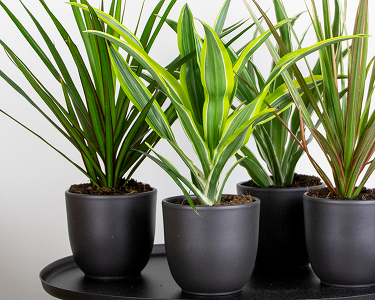 Bloomique - Dracaena Lemon Lime - Drachenbaum - Zimmerpflanzen - Luftreinigend - Sehr pflegeleicht - 20-30 cm Hoch - Topf 12 cm