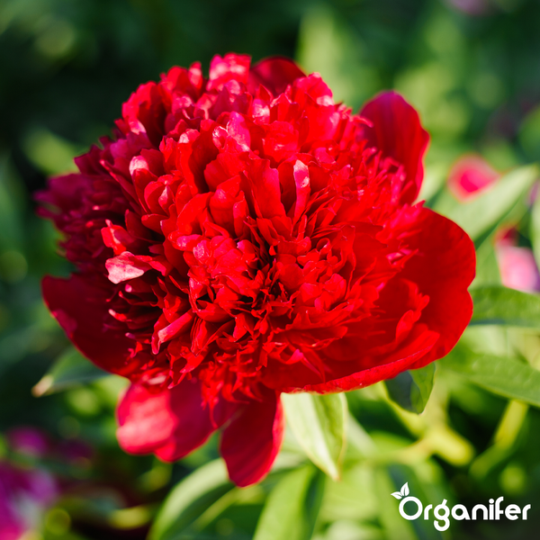 Paeonia lactiflora Pfingstrose mit weiß-rosa gefüllter Blüte und Organifer Logo.