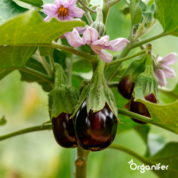Biologisches Gemüsesaatgutpaket - 19 Arten - Organifer