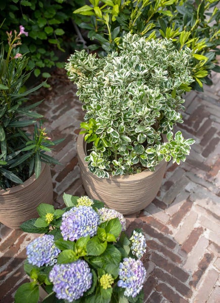 Ein weiß-grüner Japanischer Spindelstrauch und eine blaue Hortensie in strukturierten Tontöpfen auf einer Terrasse mit Ziegelsteinen.