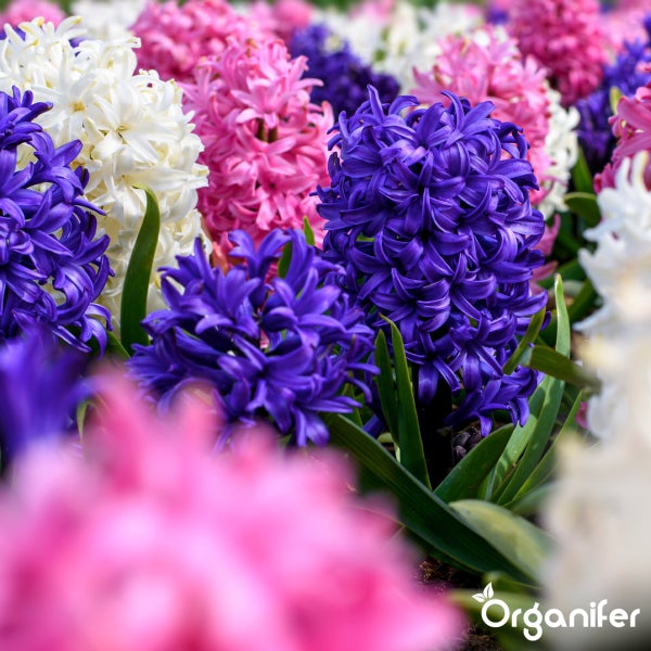 Nahaufnahme von Hyazinthen in verschiedenen Farben